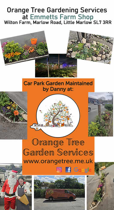 Orange Tree at Emmetts Farm